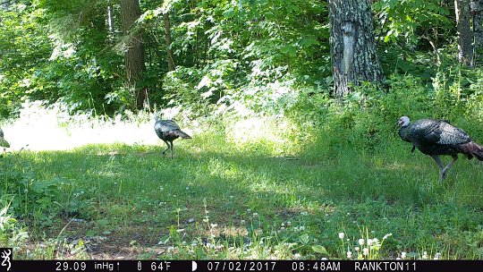 IMG_0100 2017 - Cabin rd, 8:30 almost every morning