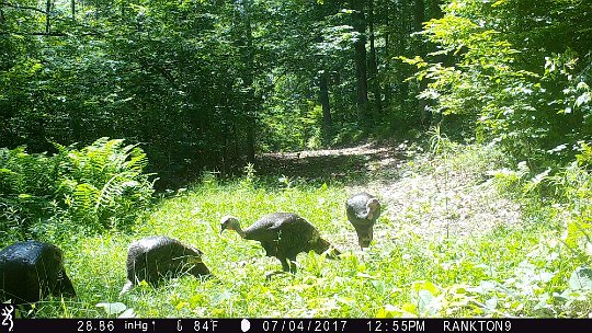 IMG_0115 2017 - Roy's loop. Four jakes. They hung around for over an hour