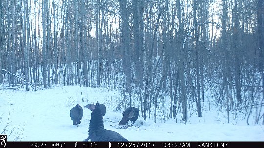 IMG_0165 2017 - Roy's loop. Cold day in December