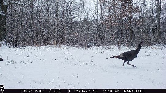 IMG_0328 2016 - Oak Mdw. We chased some turkeys out when we came up from the slough