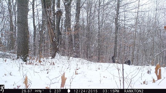 IMG_0384 2015 - LR stand. Three turkeys on the edge