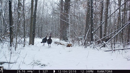 IMG_0452 2016 - RF lane. We chased some tukeys out of the Oak mdw