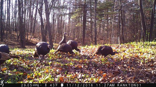 IMG_0511 2016 - East end food plot