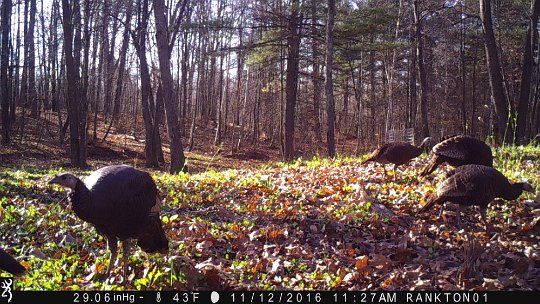 IMG_0514 2016 - East end food plot