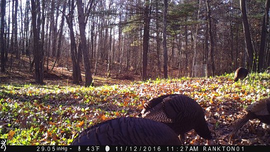 IMG_0517 2016 - East end food plot