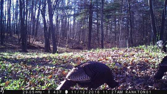 IMG_0520 2016 - East end food plot