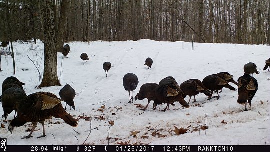 IMG_3148 2017 - East end. Flock eating oats