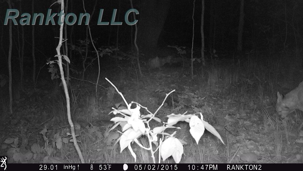 IMG_0200 2015 - Bobcat? DNR thinks so - #3