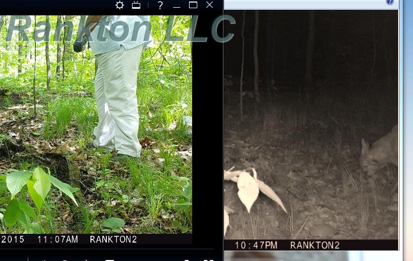 Moutain_Lion 2015 - DNR thinks this is a bobcat. Mountain Lion??