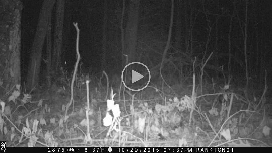 IMG_0036 2015 - A flying squirrel comes in from the top right to the tree on the left half way into video